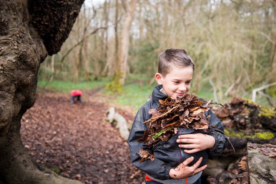 A Cub Scout carrying an armful of autumn leaves in the woods